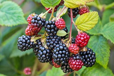 Black Berries.