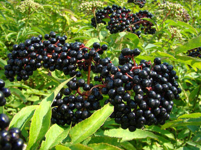 Elder Berries: Excellent edible, 
medicinal and other uses. The flavour of the raw fruit is not acceptable to all tastes, though when cooked it makes delicious jams, preserves, pies 
etc. It can be used fresh or dried, the dried fruit being less bitter. The fruit is used to add flavour and colour to preserves, jams, pies, sauces, 
chutneys etc., and is used to make wine. The fruit is about 8mm in diameter and is borne in large clusters in late summer to early autumn.