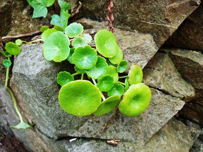 Pennywort.