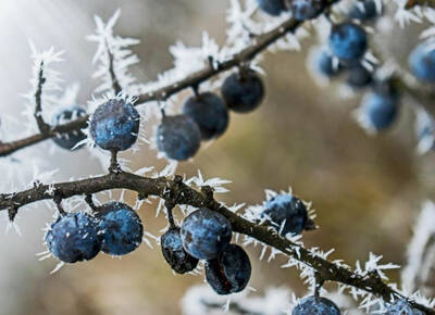 Sloe Berries.