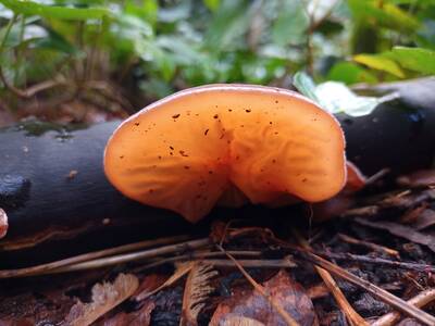 Wood Ear Fungus.